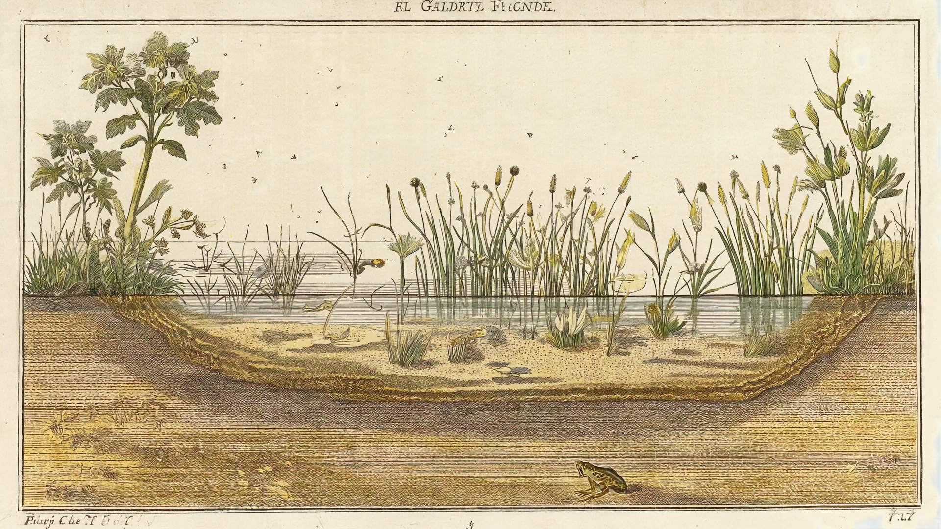 Botanischer Profilschnitt eines Gartenteichs in Federzeichnung, vier Zonen mit Pflanzen und Tieren